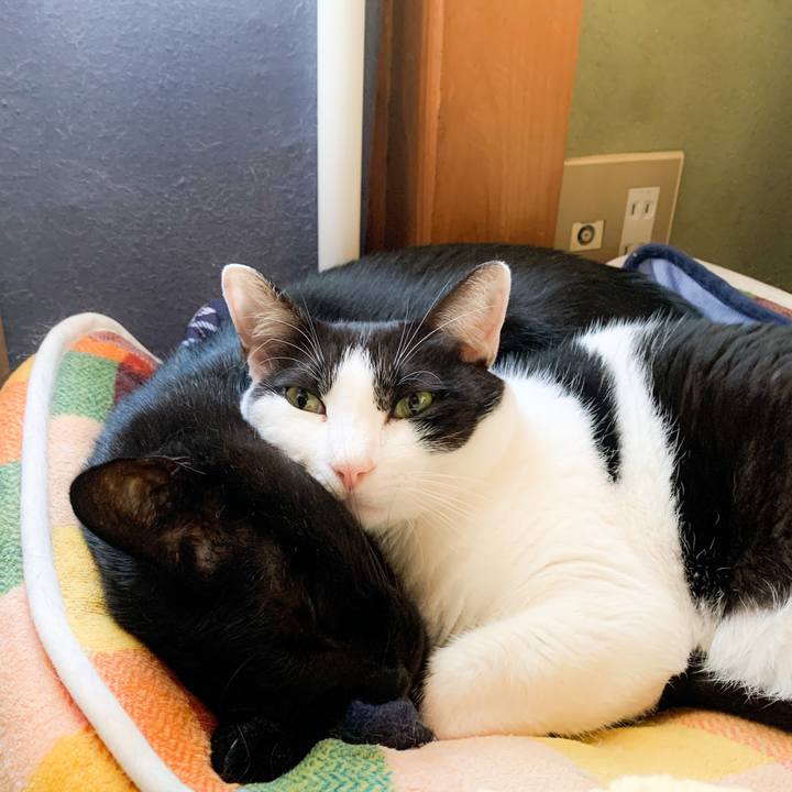 Cb5ed8e8 268d 44ea a8ce 3cdbf196581a 1573178478739