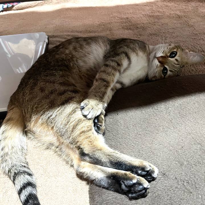 Cb660577 48cf 4f50 954a 6d564bbbf2a4 1672400539109