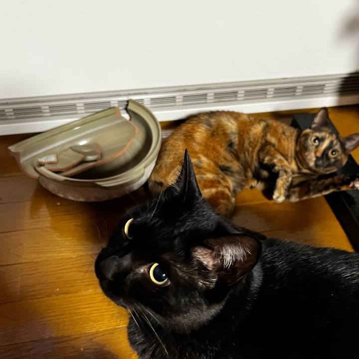 Cb66ff22 52c7 44a1 acea 8c1e2f1374b0 1731273335429