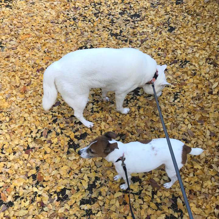 Cb6b3248 5e99 49e4 b8e9 785f79eb839e 1510397839885