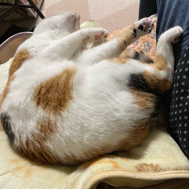 Cb6b39a2 e28c 48c4 bc79 41e390d1dd0c 1622892777745