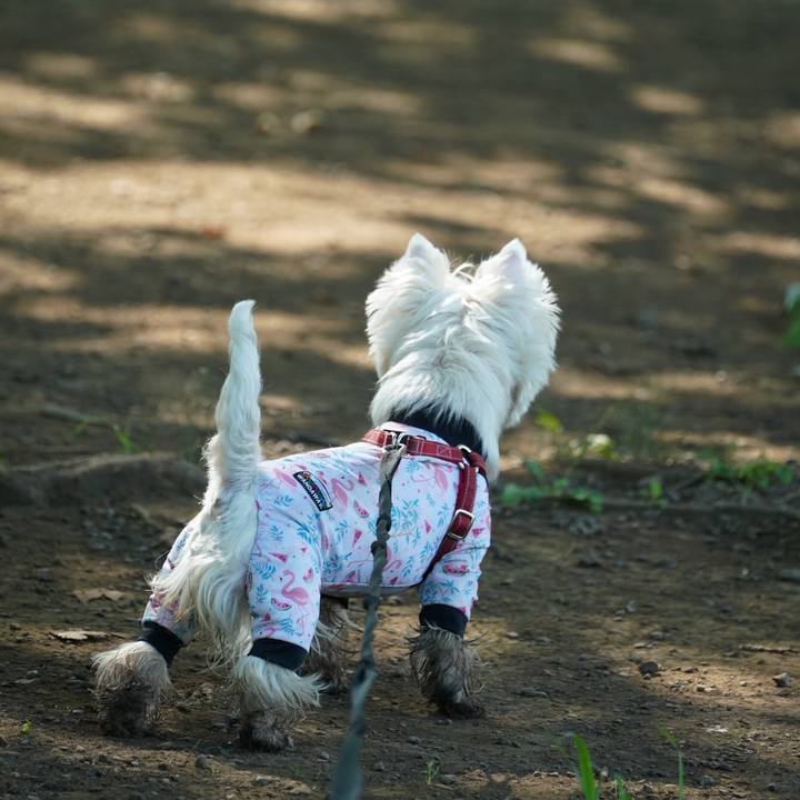 Cb729909 3763 46a5 8939 b50ec51d624a 1531823319334