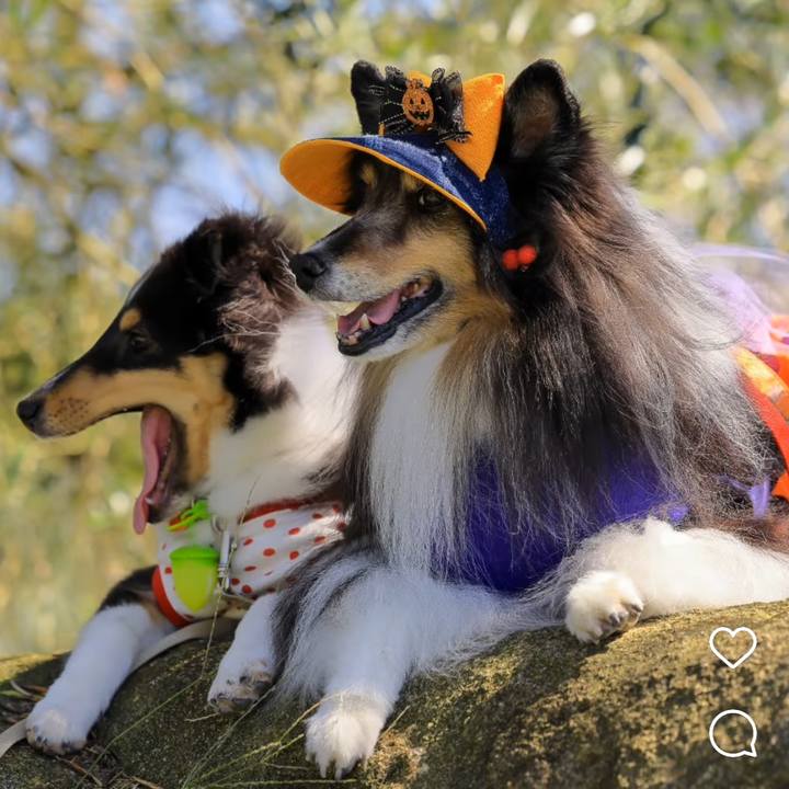 Cb737d93 7a9b 42c1 9f4a cb66ab5f1647 1730562906288