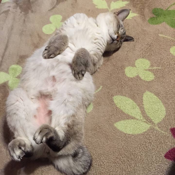 Cb73f388 6238 41ed 9f43 ce388da5a100 1542797841455