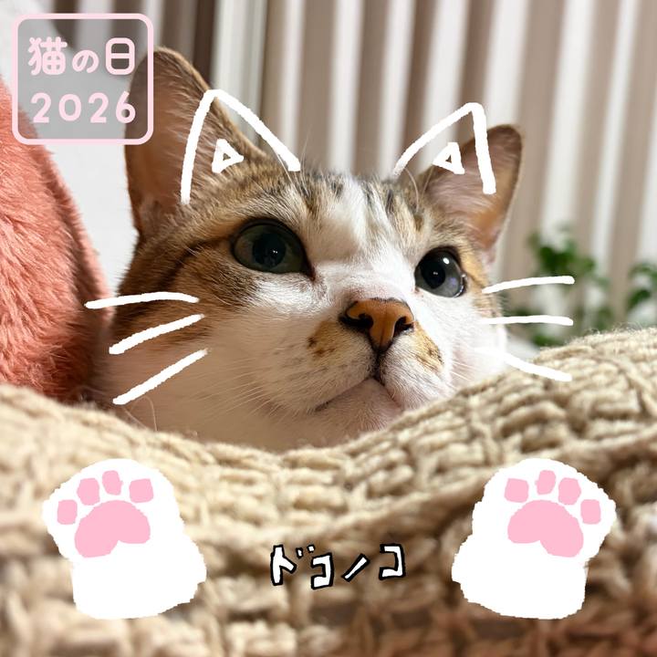 Cb787c2a 808a 4a93 b72e ad606ccf6ce7 1771710370989