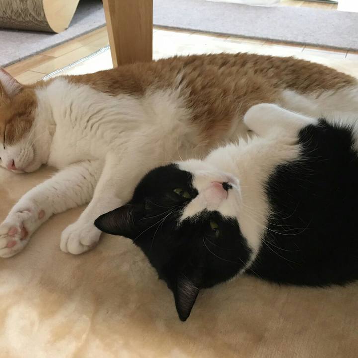 Cb790a98 3137 495c 976d 3a43e16b3c2e 1509369772228