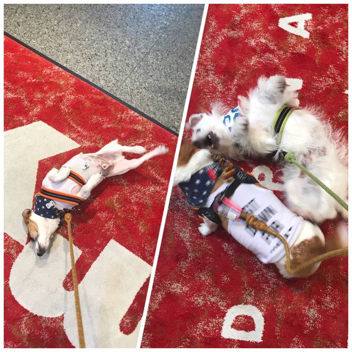 Cb7bf81a 62f3 436b bdb7 8f9d3105ecf8 1533367853882