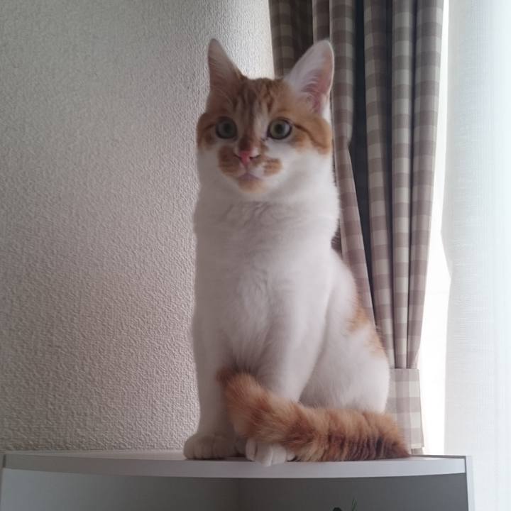 Cb7ca012 54ef 44ef 9c16 8284a87c50d7 1553153163634