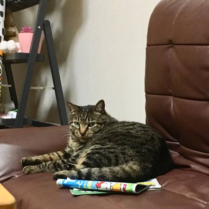 Cb7d888a fbc3 496c b6cc 1de139e332d7 1534341413477