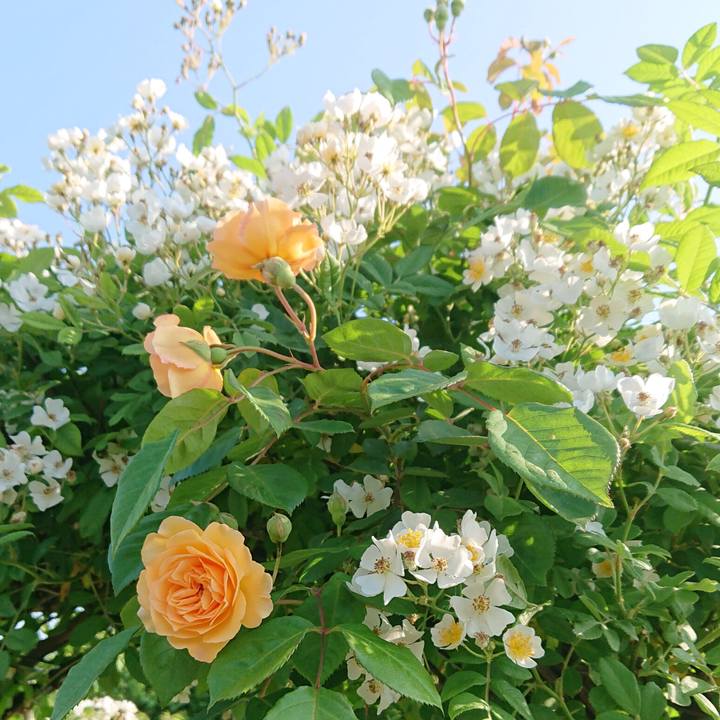 Cb7e3d31 96dc 49aa a41a 28a0ceda2128 1651707907554