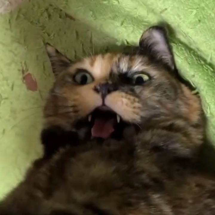 Cb7ec97a b268 442c 8ccd 9bdbfc9f7a7b 1734552380779