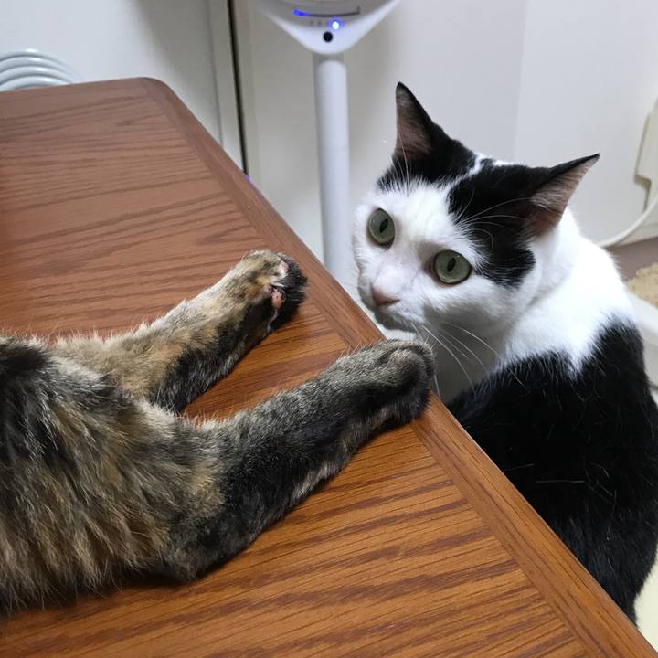 Cb80b8a9 bd04 47c1 951d 12fc488ad60f 1532261810705