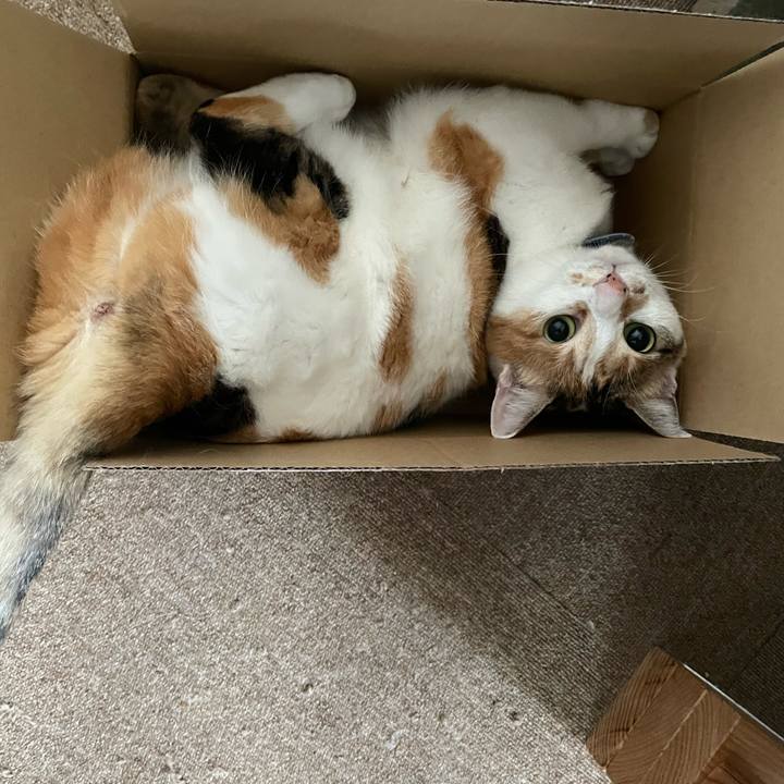 Cb826f3d 3f86 49b8 9804 1e88a279e02a 1718321725985