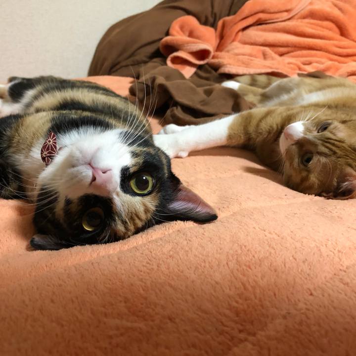 Cb860054 39b3 4719 a8ba 87521a606377 1557412460260