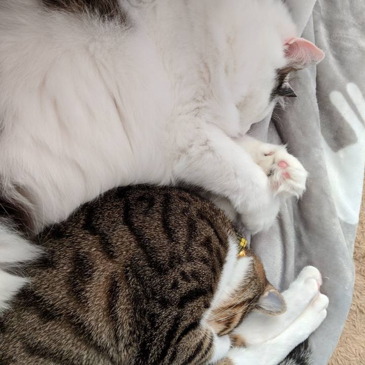 Cb8dadf5 8a05 47f4 852e f7bc2e1dcd85 1546267215517