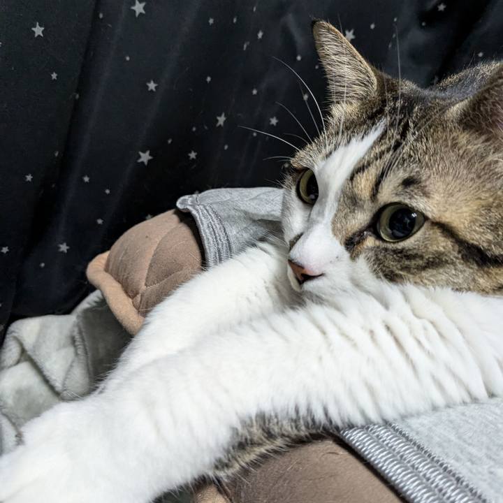 Cb8ff35a 6927 404c 8f54 f287e276d141 1732793925549