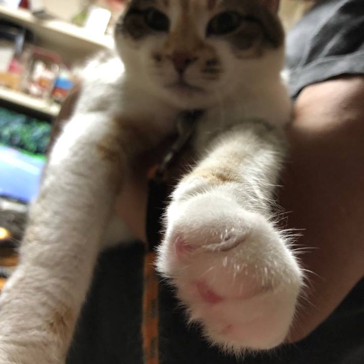 Cb912dac 3487 4771 a1bf da4adfae4464 1530710295145