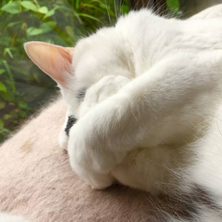 Cb939ca5 a022 4570 b6de 442a226dbbe4 1562473131171