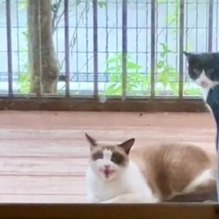 Cb944418 4b9a 4d44 8e4b 4ea5fbf4606a 1729310626422