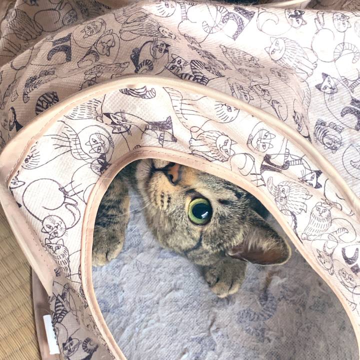 Cb97b081 59e2 49cb a502 7c820ee865f6 1559347605359