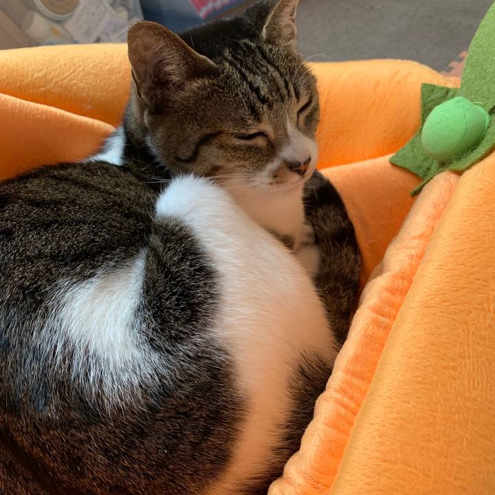 Cb98c3b8 e3b2 4eda a2d0 1a4b6d0e6de4 1541120025226