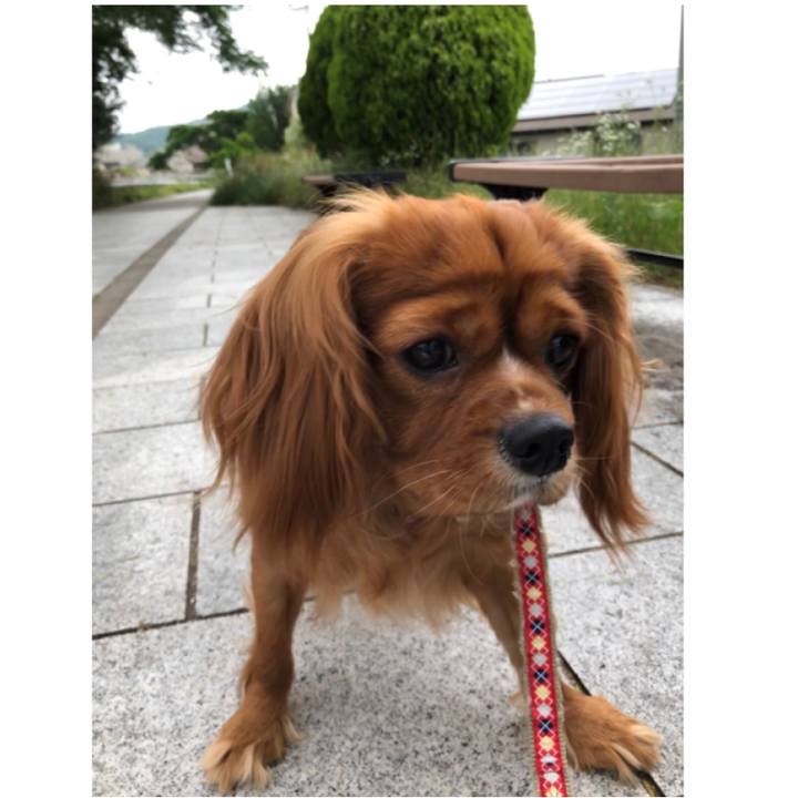 Cb9959f9 dc65 48c0 a926 7a94d4890dd5 1559980099496