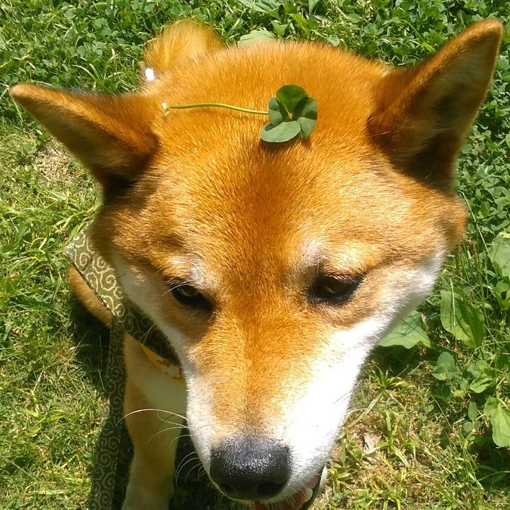 Cb9c8d43 705e 4a93 9da3 cc440ce14870 1527413875650