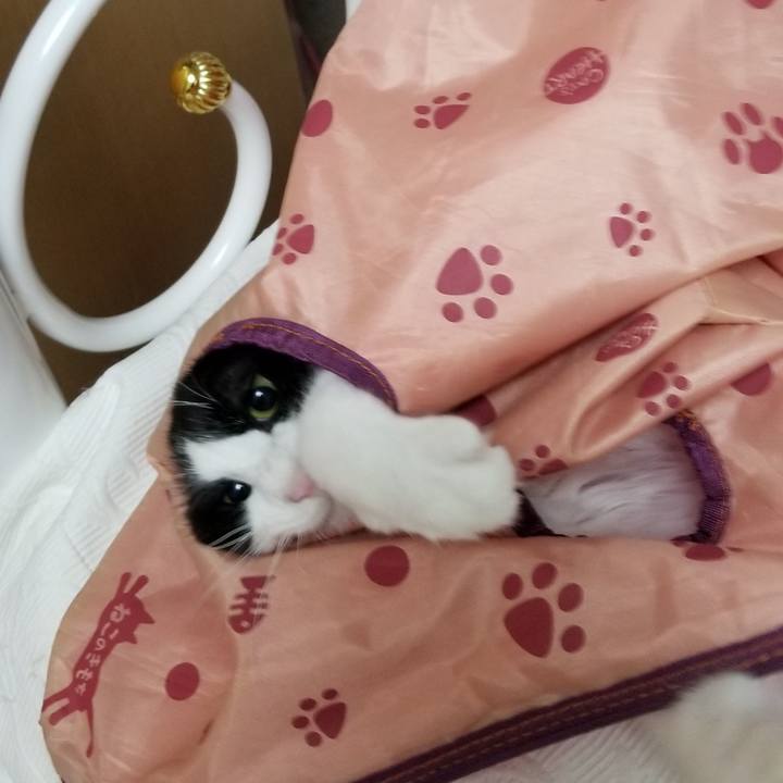 Cba53686 9987 4625 83b8 878a5bec0ad3 1543917729079