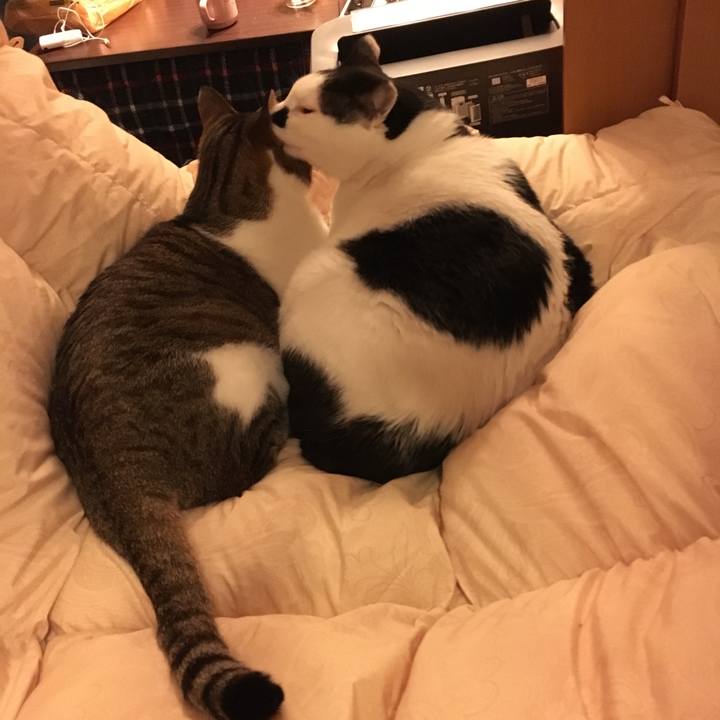 Cba55f34 b9cd 4325 9444 1deec4934cd3 1513669167758