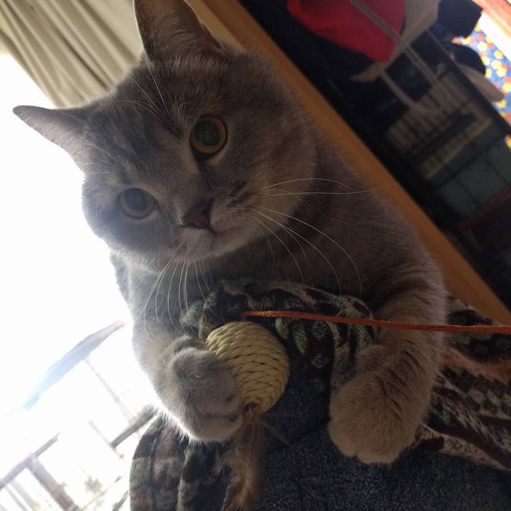 Cba65641 8f41 4d4a 9e02 bea0567774ae 1587521625868