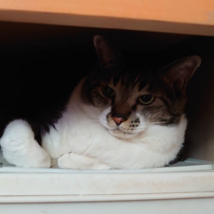 Cba884f0 8b03 472b bcca 9f5f7be5f3ee 1627518750578