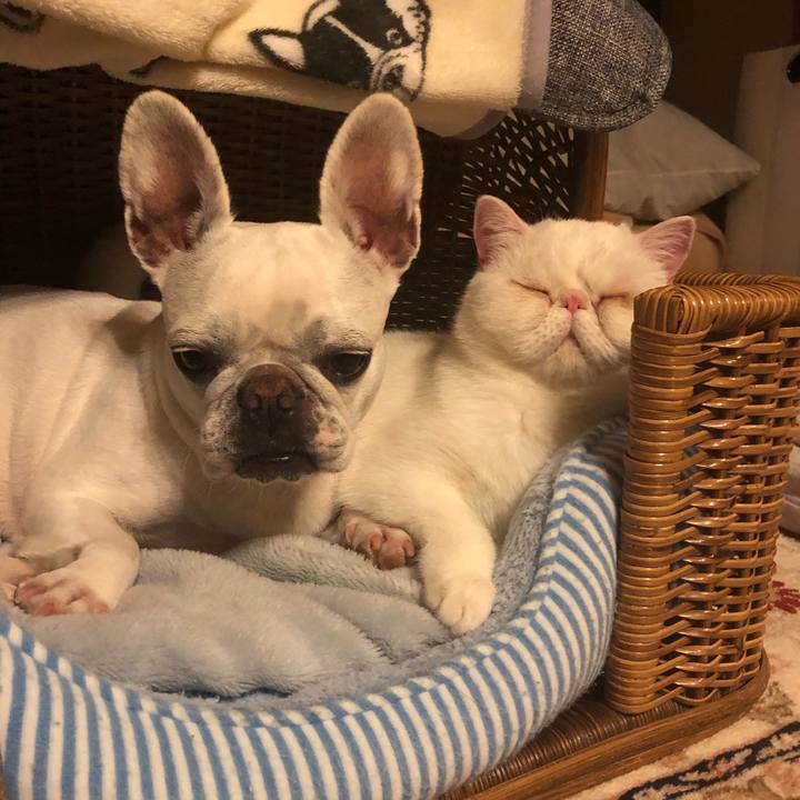 Cba90b82 45a5 484f 8fbf a83610bc3e29 1587302246162