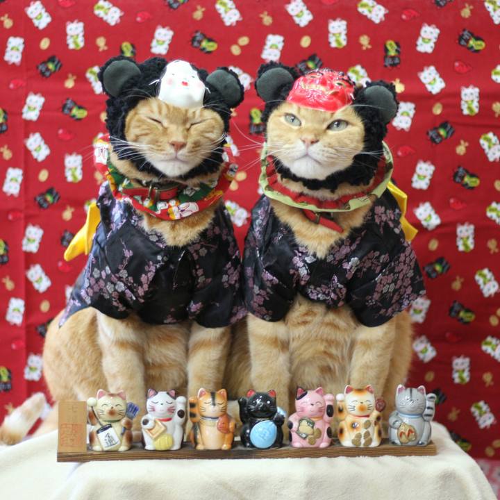 Cbae8172 5065 4329 9a9d ec5b2ec0dd46 1517644355064