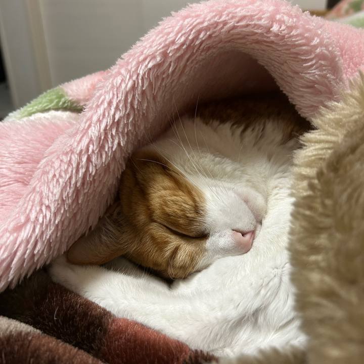 Cbb1820b 2622 4001 9859 646e7818dc66 1770674857848