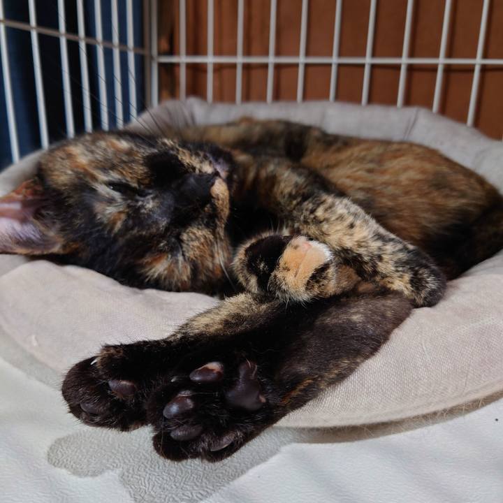 Cbb7a2c2 f70c 425b b478 f297f9dd83b6 1660485955112