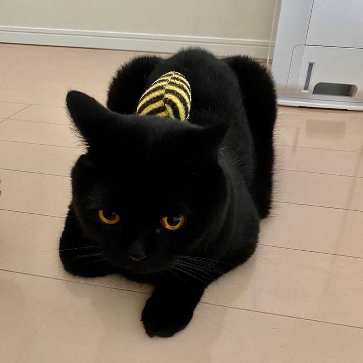 Cbb8d834 ccaa 47a1 9e57 afe154acf92d 1597357076166