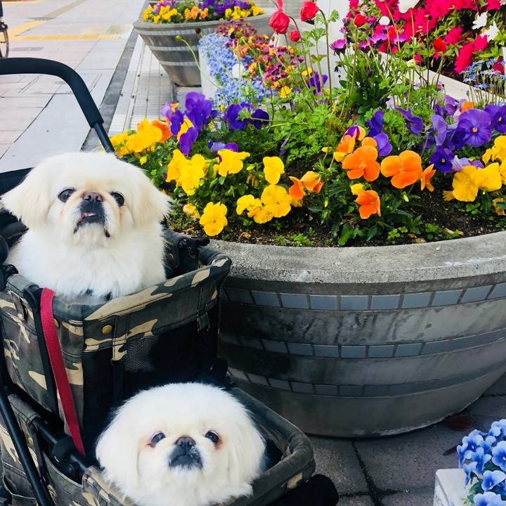 Cbc35670 afe5 49ff 80d1 eb89a0cf376c 1587771714535