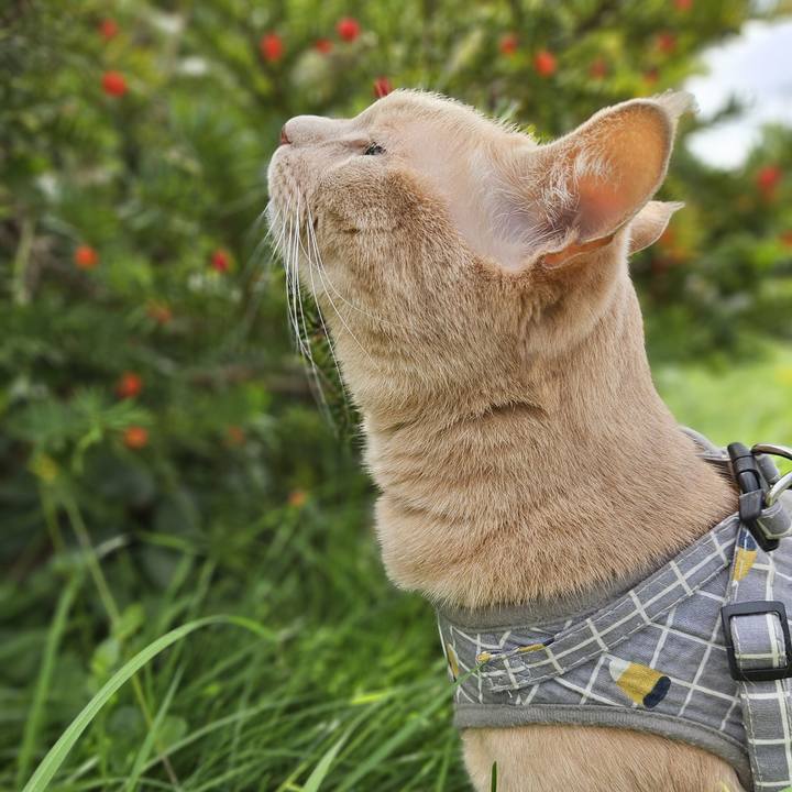 Cbc4316b d0fd 411d 858b 13b255fc388a 1726889075268