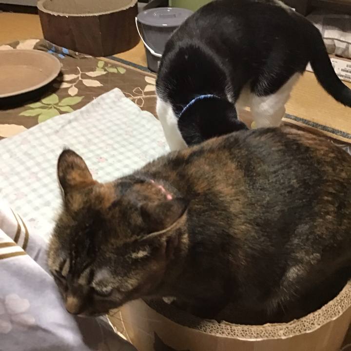 Cbc6fe55 8c7f 4d99 9d51 d576baca280e 1733132007514