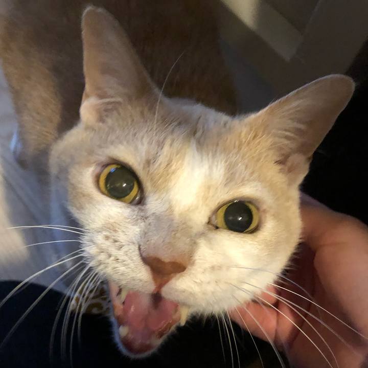 Cbca29c9 0cd2 42dc b290 fb54e46f99e8 1581588220951