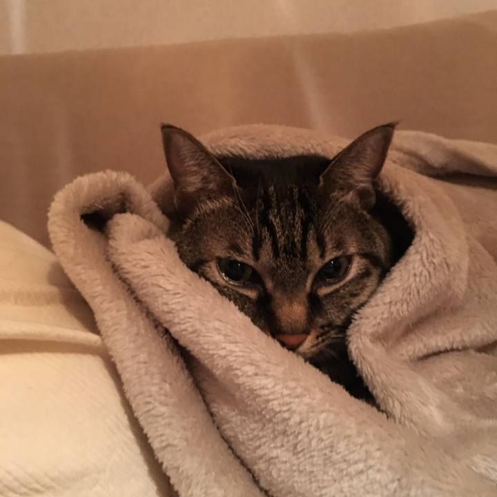 Cbca77af 2939 443f 93bb 451baeda4491 1543666268961