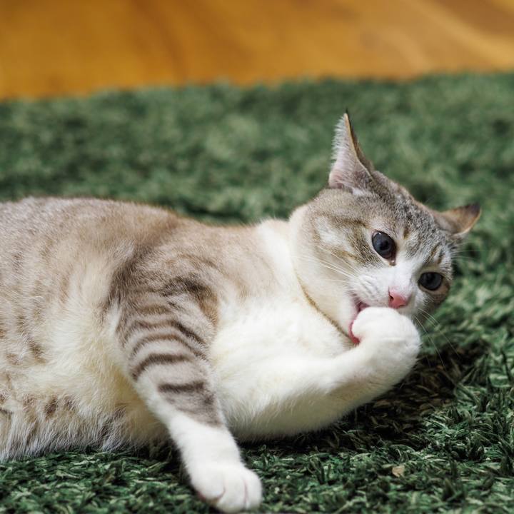 Cbcb6ed0 2284 44c5 8ca8 296ecbb7d133 1618311320130