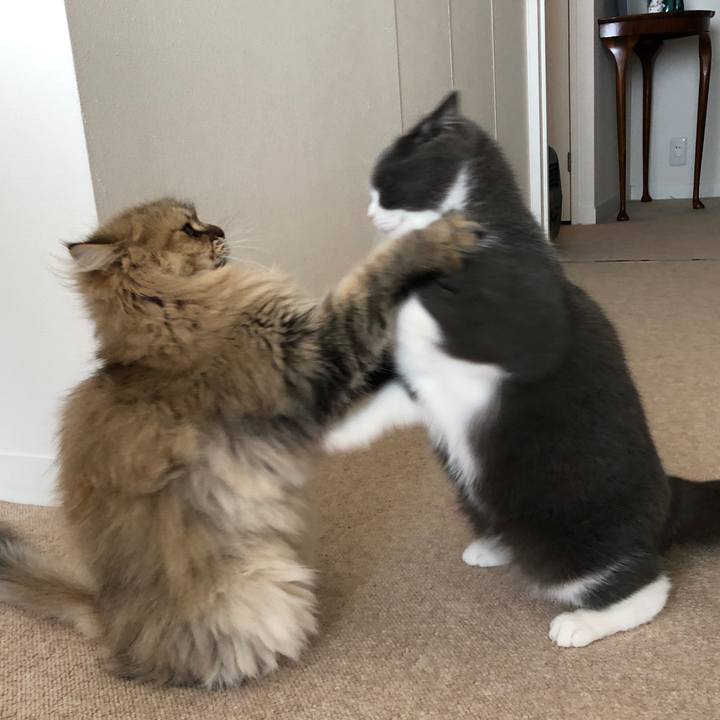 Cbcbd7fd 17de 43bb 869a a8787accf2bc 1533946994142