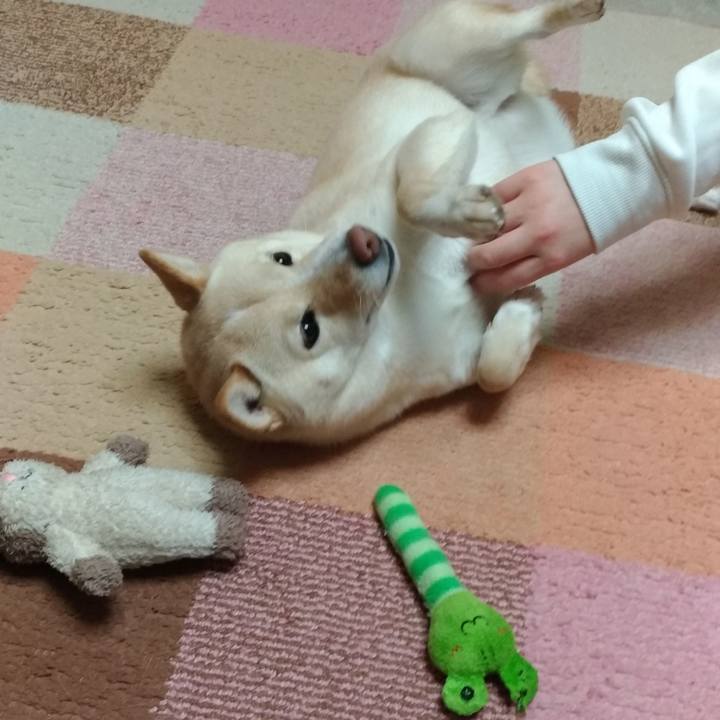 Cbd2ff6d 3425 4266 afcb 56e0992f768f 1576841870923