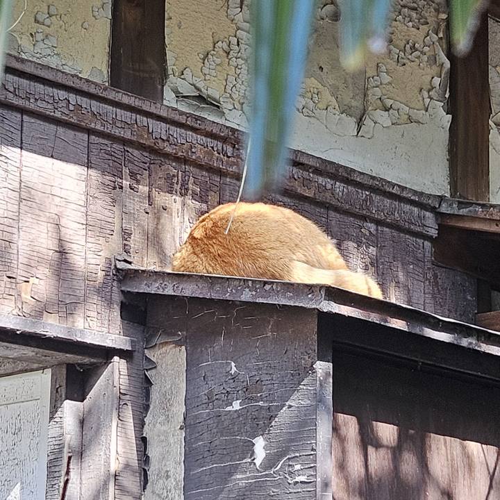 Cbd4a99e f934 476c a41f a99baf6a78da 1711758341666