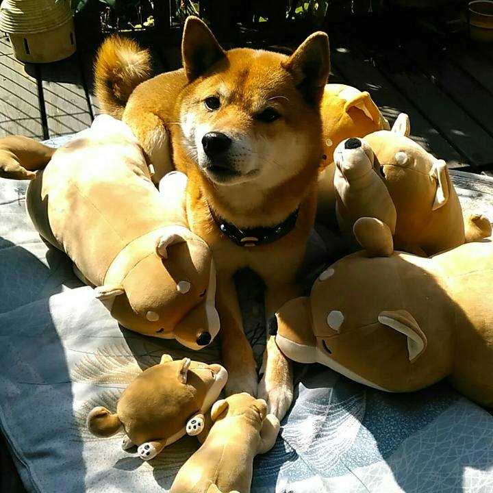 Cbdf3230 51a4 43a2 876d b0d5dc4d2f05 1551748936313