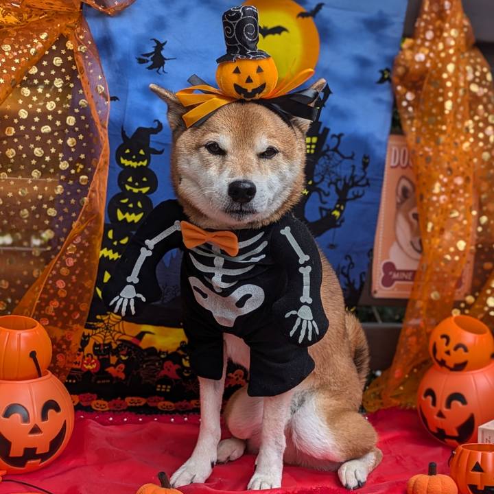 Cbe03548 13cc 4eff 93c2 7091e99d5105 1730461849570