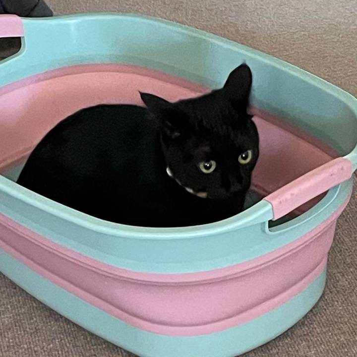 Cbe1290f 2d4d 4c4f 8459 0ef89dc6499d 1696660036345