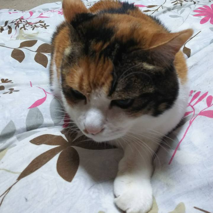 Cbe17fc8 4010 4127 88c9 629b83e23312 1543269120848