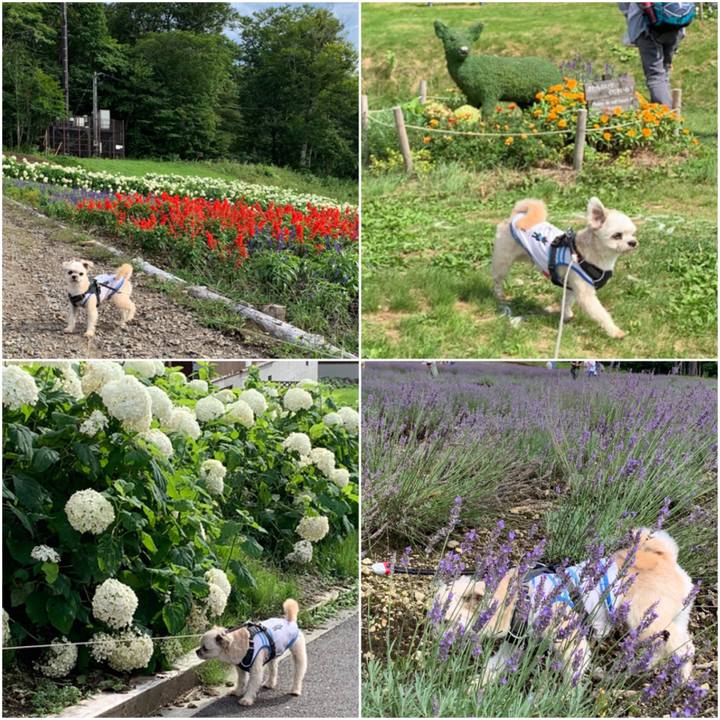 Cbe21046 4a02 43d8 b0c7 ec0cd58e9847 1566813973725